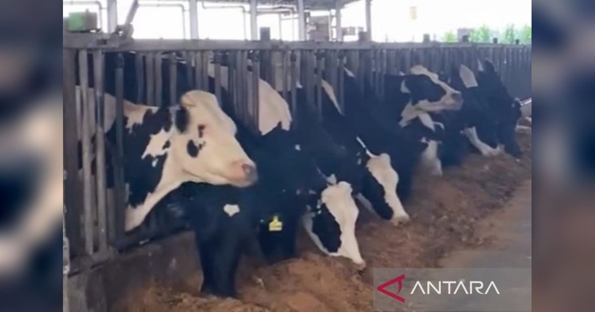 Indonesia Targetkan Peningkatan Populasi Sapi 2 Juta Ekor untuk Swasembada Daging dan Susu