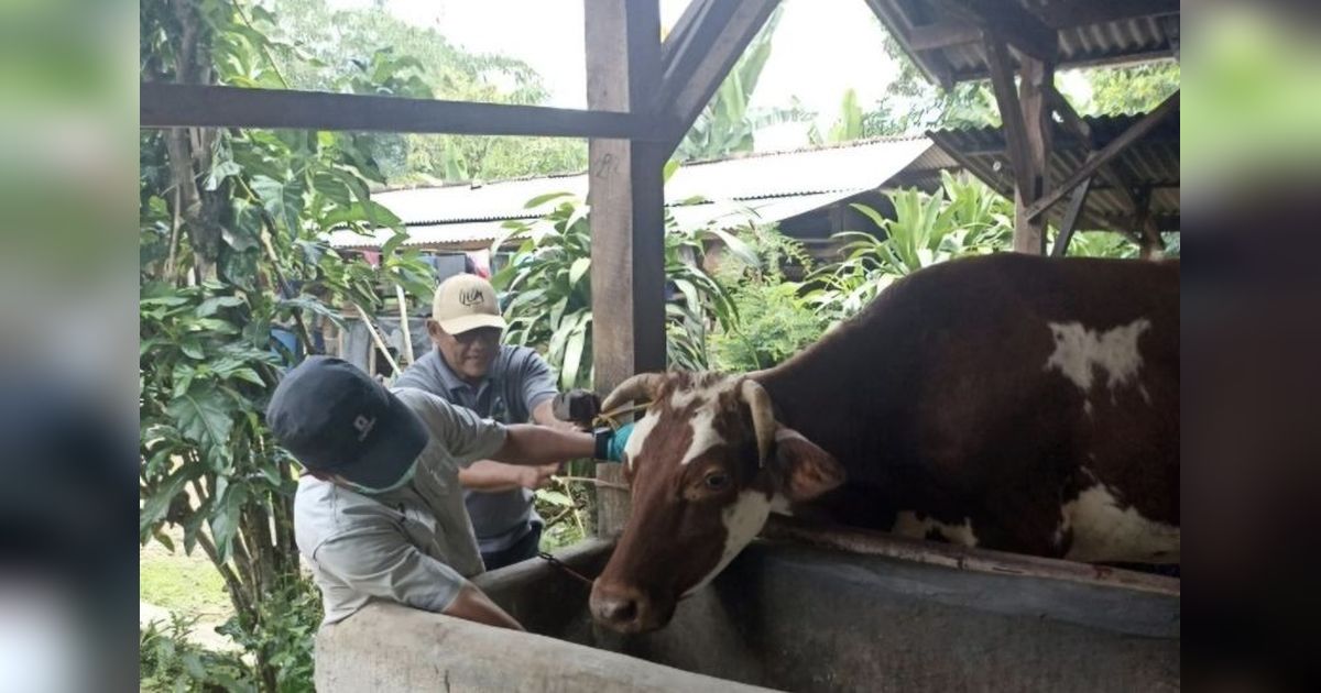 Realisasi Vaksinasi PMK Lampung Capai 61.739 Dosis, Perkuat Ketahanan Ternak Jelang Iduladha 2026