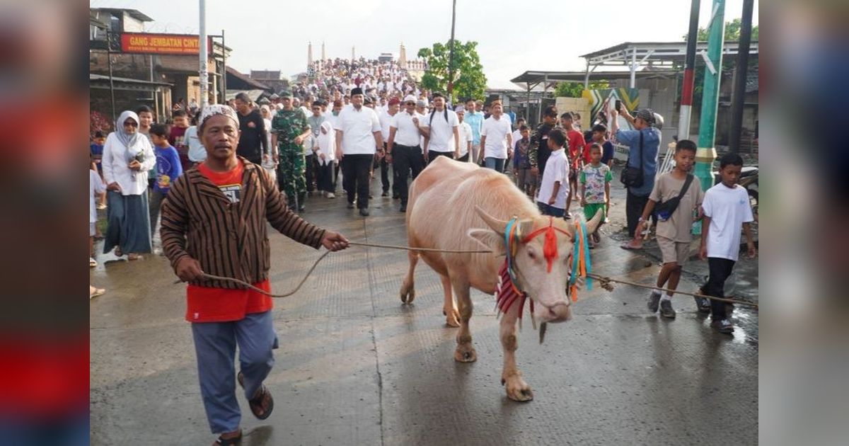 Lomban Syawalan Jepara 2026: Kirab Kerbau Bule Jadi Magnet Wisata Baru