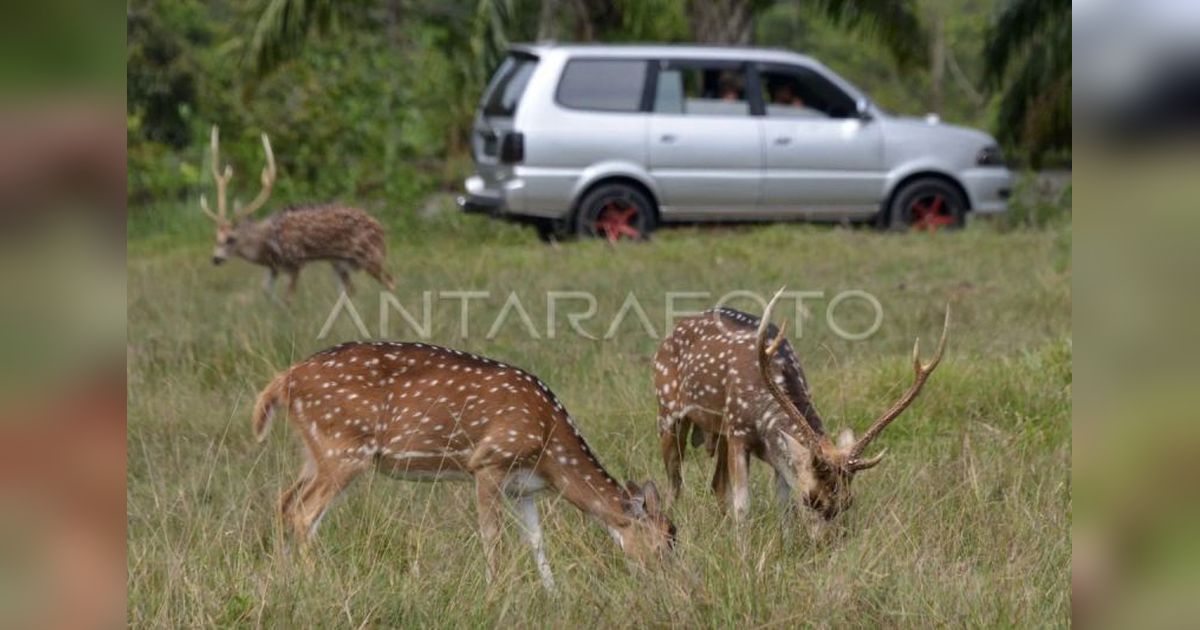 Rusa Tertabrak Tol Serpan di Lebak: Pengendara Selamat, Pengelola Prioritaskan Pengamanan Satwa