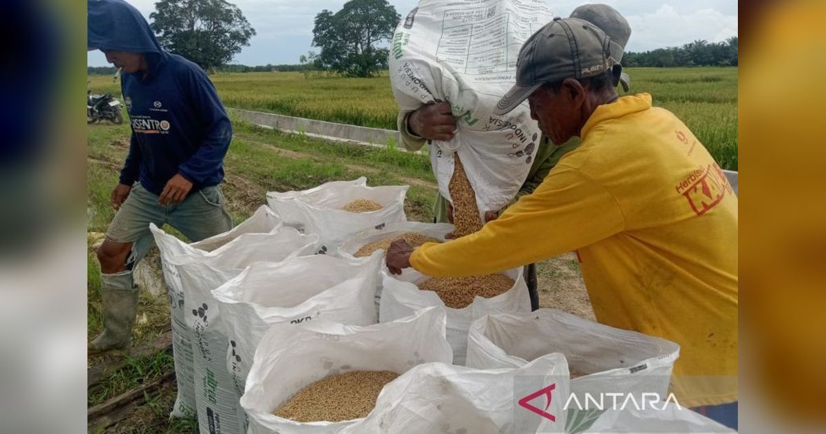 Ketahanan Pangan Penajam Paser Utara Optimistis Terjaga Berkat Panen Padi Perdana 2026