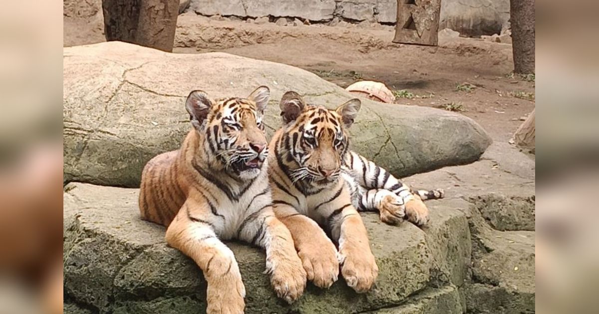Kemenhut Tingkatkan Biosekuriti Pascakematian Harimau di Bandung Zoo