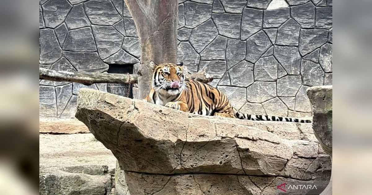 DPRD Desak Evaluasi Menyeluruh Pengelolaan Bandung Zoo Usai Kematian Dua Harimau Benggala