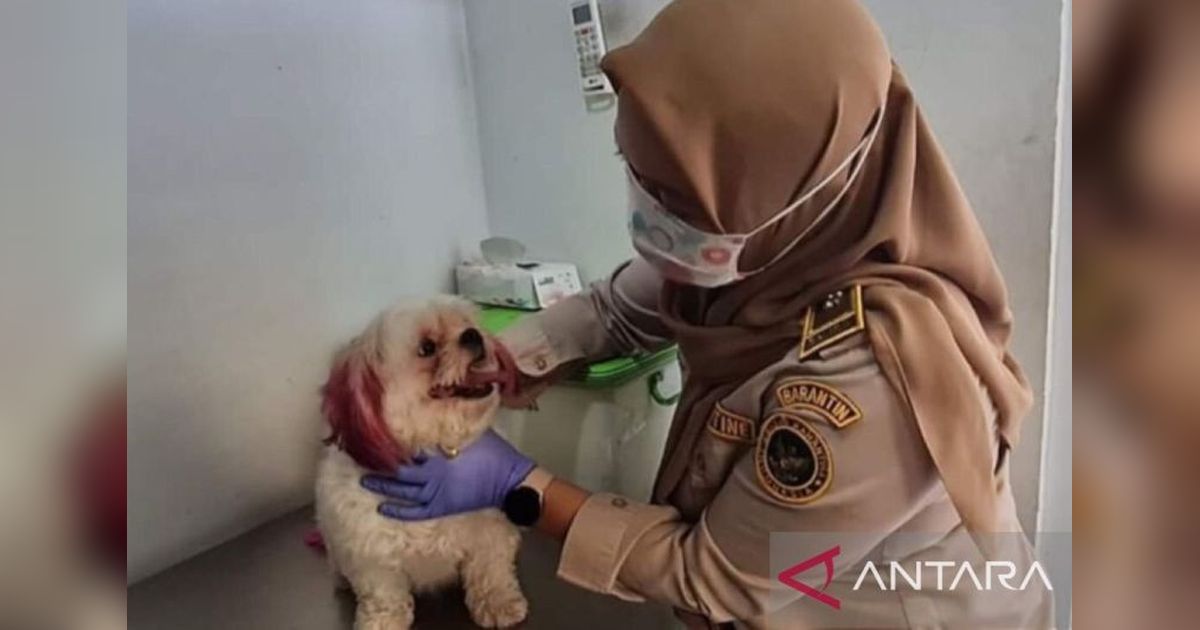 BKHIT Maluku Gencarkan Uji Rabies Ambon, Antisipasi Lonjakan Kasus Fatal