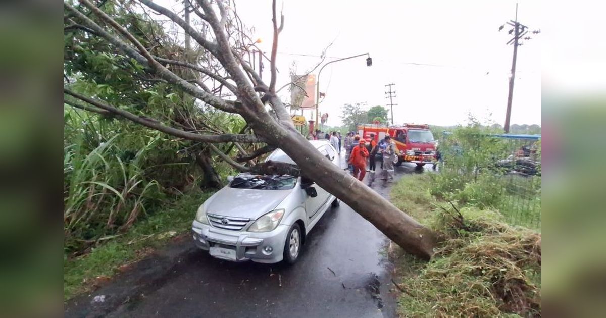 BPBD Kediri Tangani Pohon Tumbang Usai Hujan Angin, Mobil dan Warung Terdampak