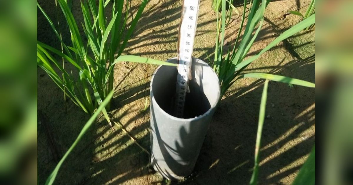 Kementan Terapkan Metode AWD, Strategi Hemat Air Hadapi Ancaman Godzilla El Nino