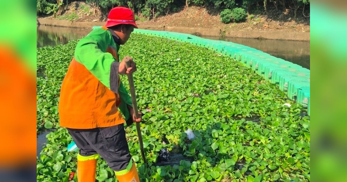 Penanganan Eceng Gondok Waduk Pluit Segera Rampung, Jakarta Utara Kembali Bersih