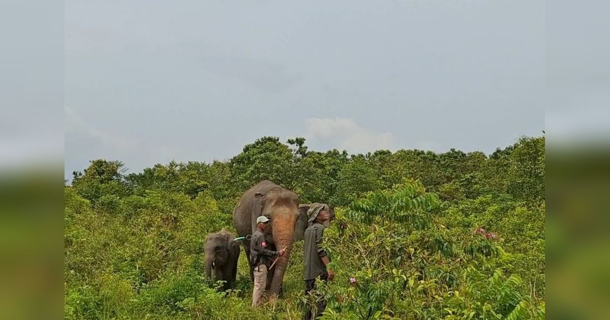 Taman Nasional Way Kambas (TNWK) Dipertimbangkan Kembali Dibuka untuk Wisata Edukasi