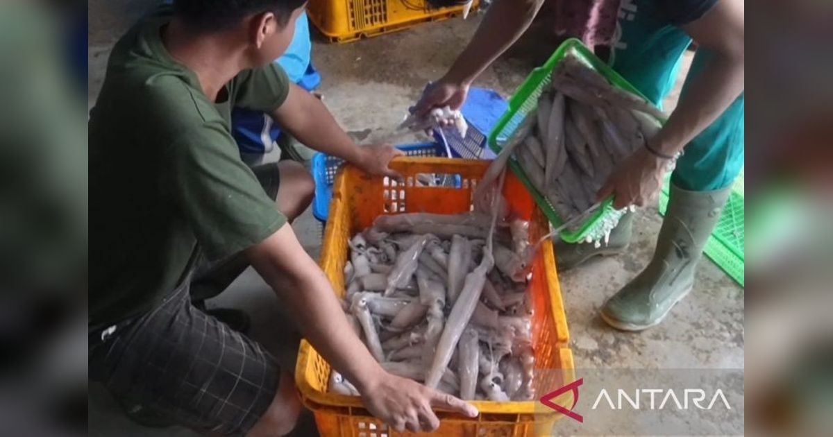 Nilai Ekspor Ikan Babel Turun di Triwulan I 2026, KKP Ungkap Penyebabnya