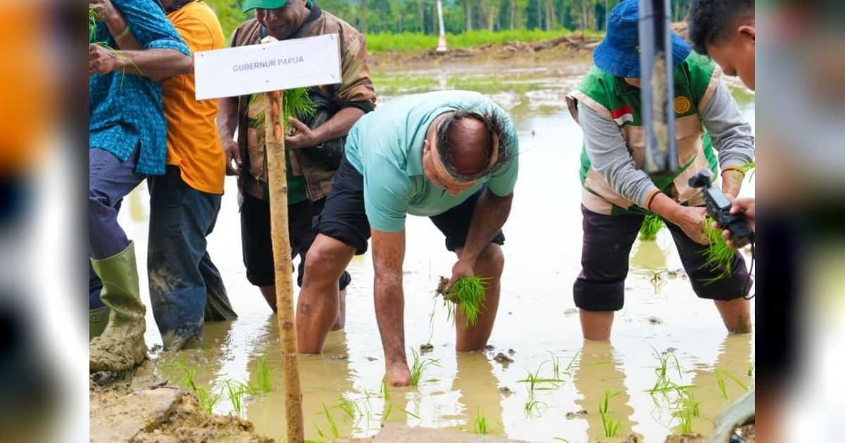 Pemprov Papua Targetkan Cetak Sawah 18 Ribu Hektare, Perkuat Ketahanan Pangan Daerah
