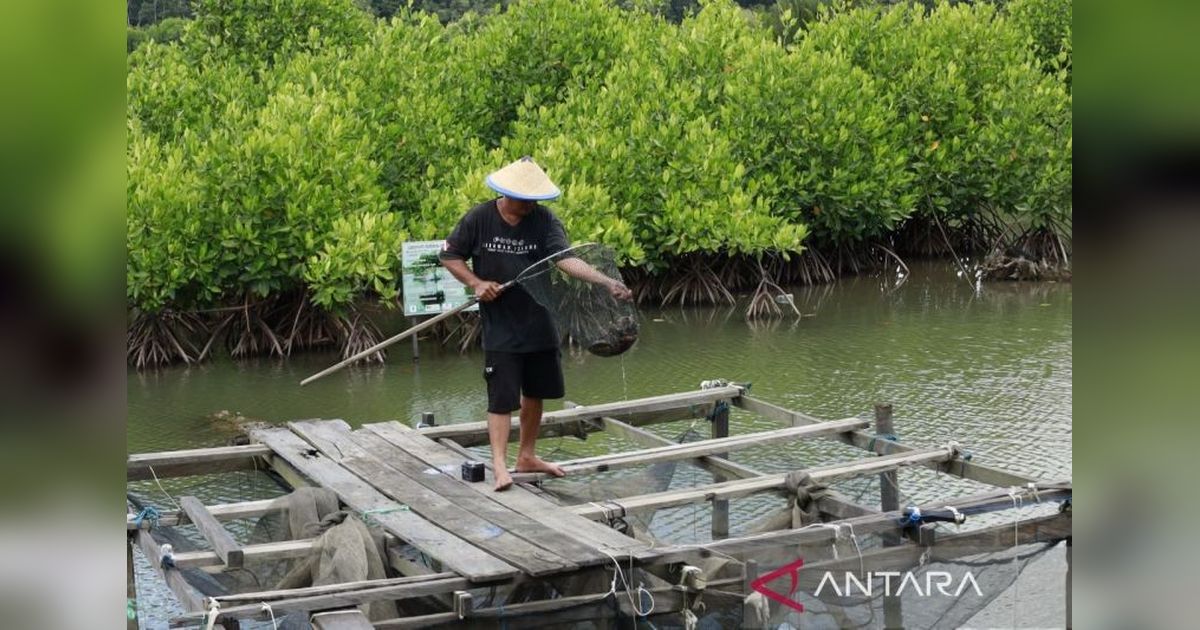 Pakar Unmul Gagas Sekolah Lapang untuk Jaga Iklim Pesisir Kaltim dan Tingkatkan Produktivitas Tambak Berkelanjutan