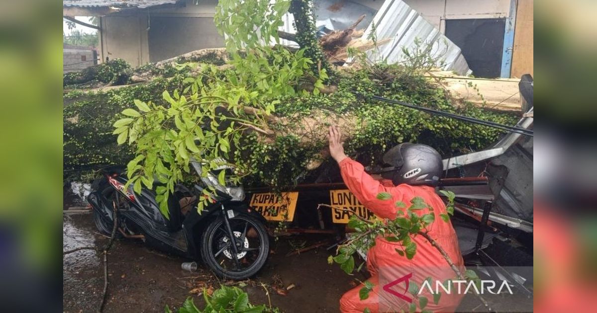 BPBD Cianjur Lakukan Penanganan Cepat Pohon Tumbang di Puncak, Satu Pemotor Tewas