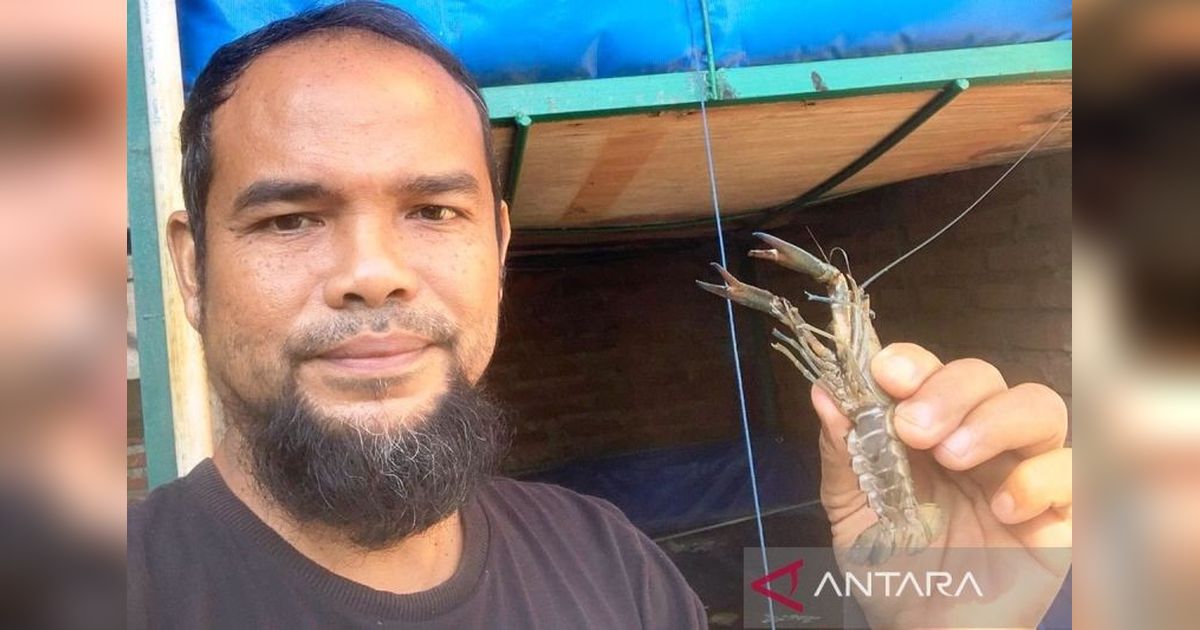 ASN Aceh Barat Sukses Kembangkan Budidaya Lobster Air Tawar, Solusi Ekonomi Menjanjikan