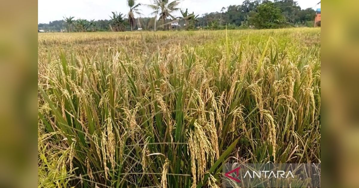 Transformasi Ekonomi Kukar Perkuat Fondasi Pangan Menuju Kutai Kartanegara Idaman Terbaik