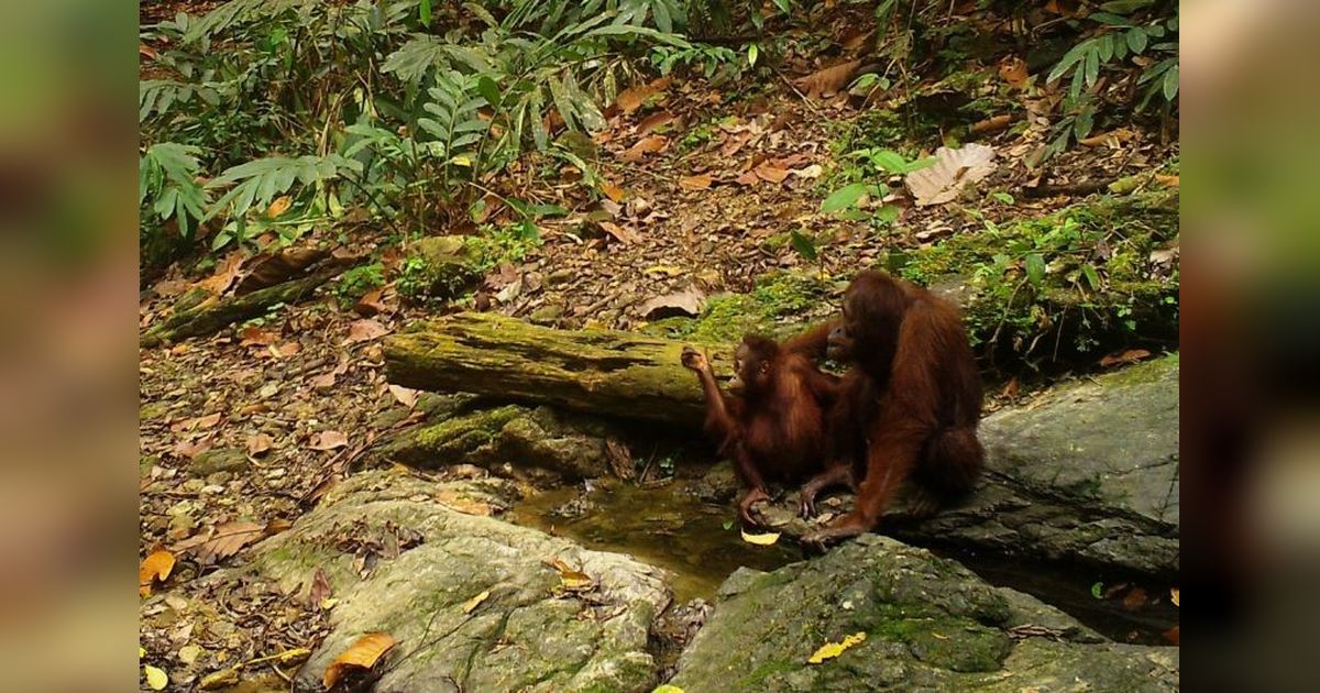 Kolaborasi Konservasi Orangutan Jepang-Indonesia: Upaya Penyelamatan Spesies Langka