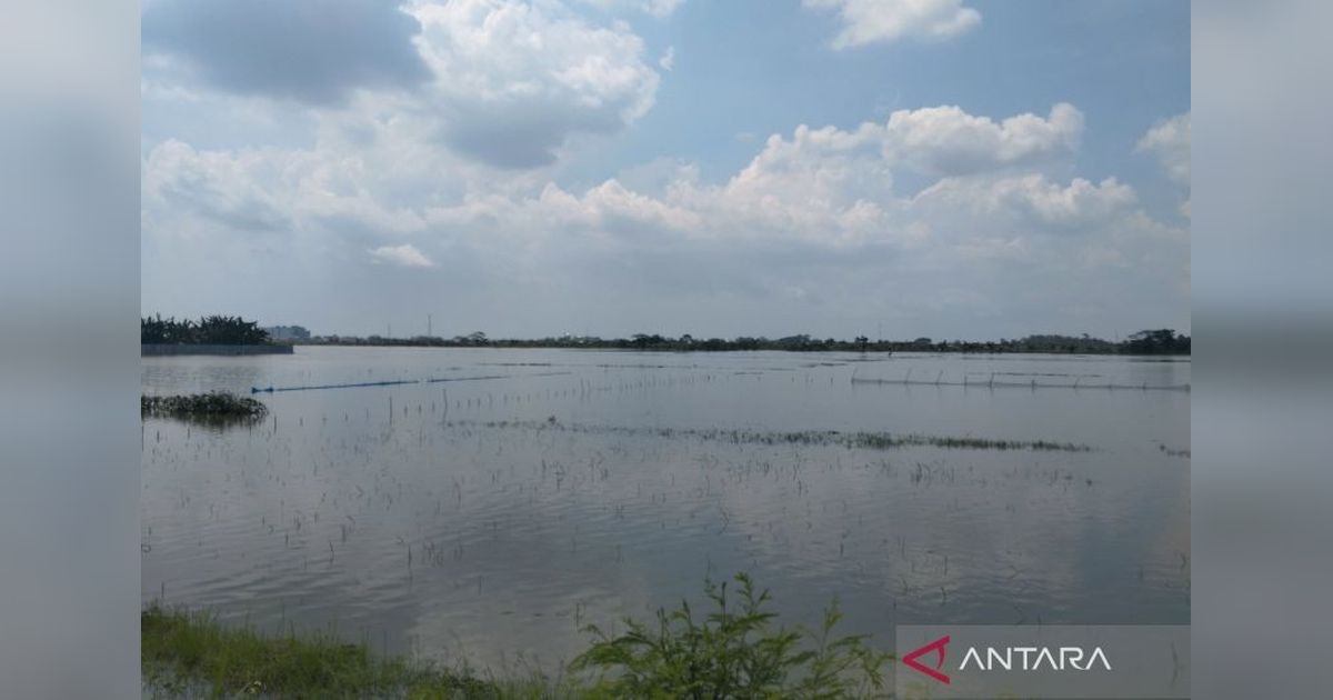 Banjir Demak Rendam Ratusan Hektare Sawah, Ribuan Rumah Terdampak