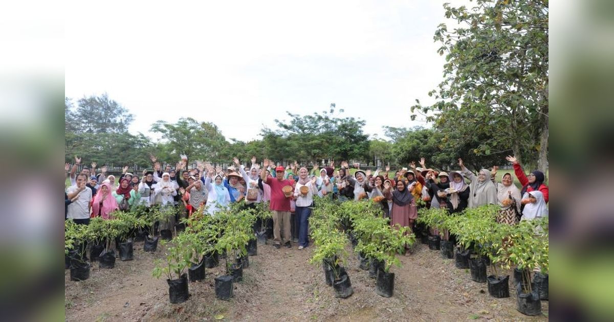 Gubernur Hidayat Arsani Pimpin Panen Cabai Program Gencar, Perkuat Ketahanan Pangan Babel
