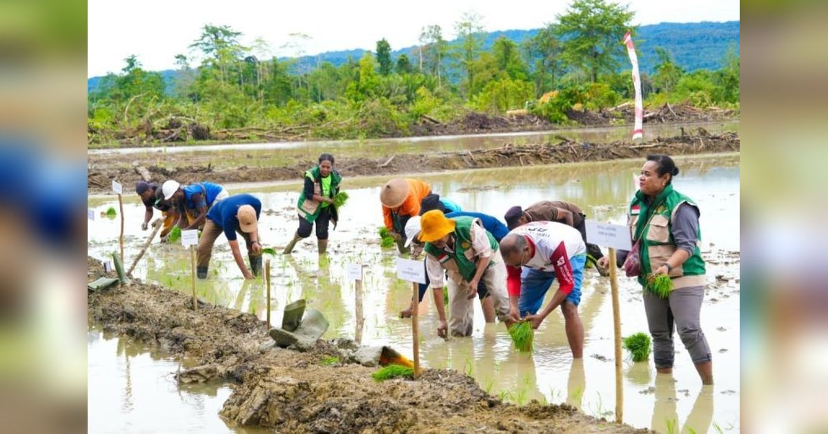 Pemprov Papua Genjot Swasembada Padi untuk Dongkrak NTP Petani