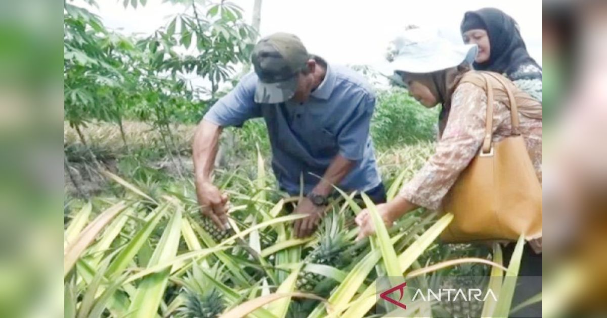 Pemerintah Batola Genjot Hilirisasi Nanas, Tingkatkan Nilai Ekonomi Petani Lokal