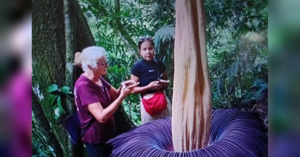 Bunga Bangkai Agam Mekar Sempurna, Pikat Wisatawan Mancanegara