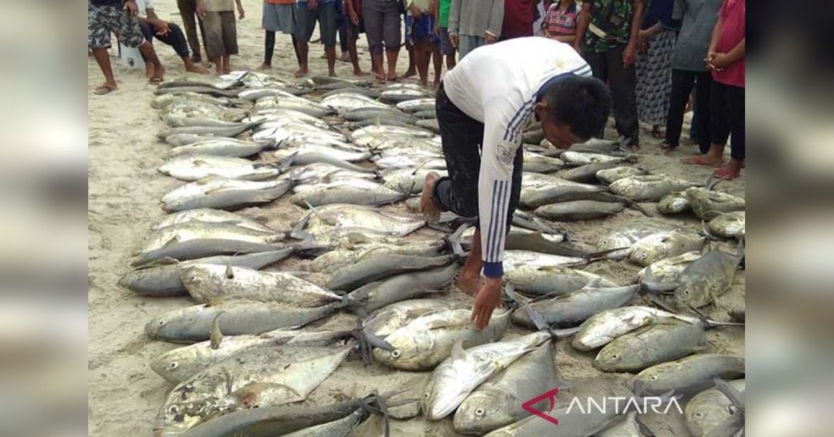 Puluhan Ton Ikan Segar Terserap untuk Program MBG Simeulue, Dorong Kesejahteraan Nelayan