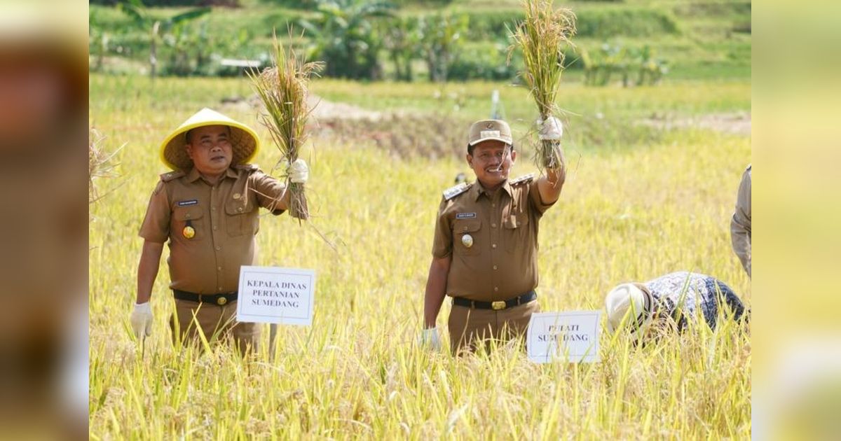 Inovasi Pertanian Sumedang: Tabela Jadi Model Peningkatan Produktivitas Petani