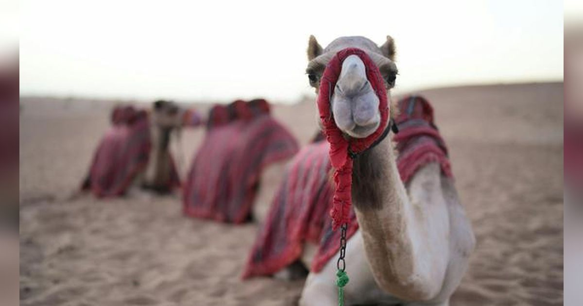 Arab Saudi akan Terbitkan Paspor Khusus Unta, Alasannya Agar Punya Identittas Resmi