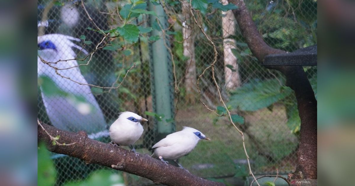 BKSDA Bali Sukses Lepasliarkan 12 Jalak Bali, Perkuat Konservasi Endemik Langka