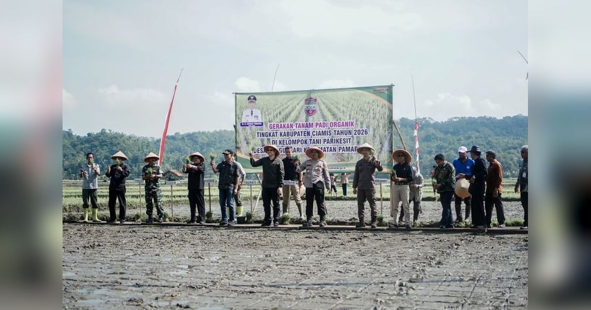 Pemkab Ciamis Perluas Tanam Padi Organik, Jaga Lingkungan dan Kesejahteraan Petani