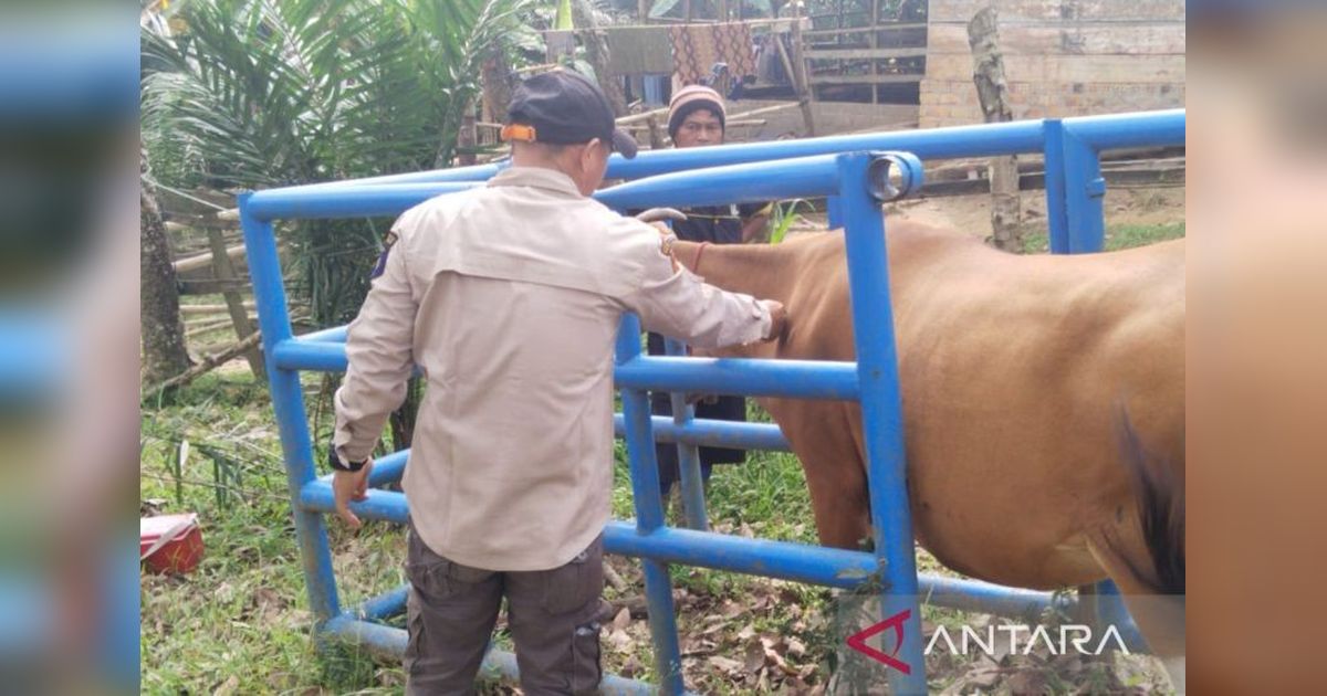 Dinas Pertanian OKU Gencarkan Vaksinasi PMK Jelang Idul Adha 2026 Demi Hewan Kurban Sehat