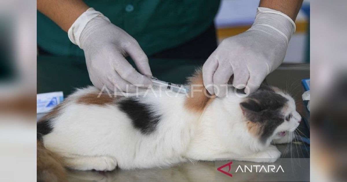 31 Puskeswan Kaltim Optimalkan Layanan Vaksinasi Rabies, Lindungi Hewan dan Manusia