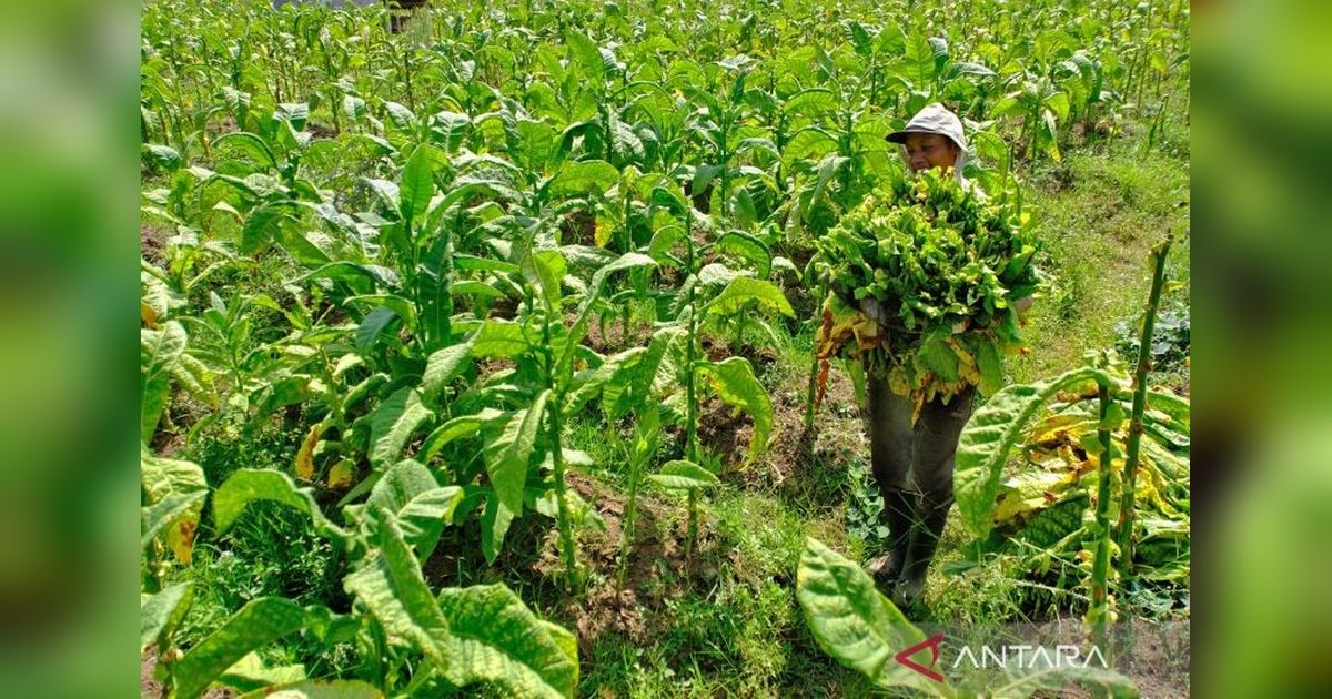 DKPPP Temanggung Imbau Petani untuk Tanam Tembakau Lebih Awal Demi Kualitas Optimal