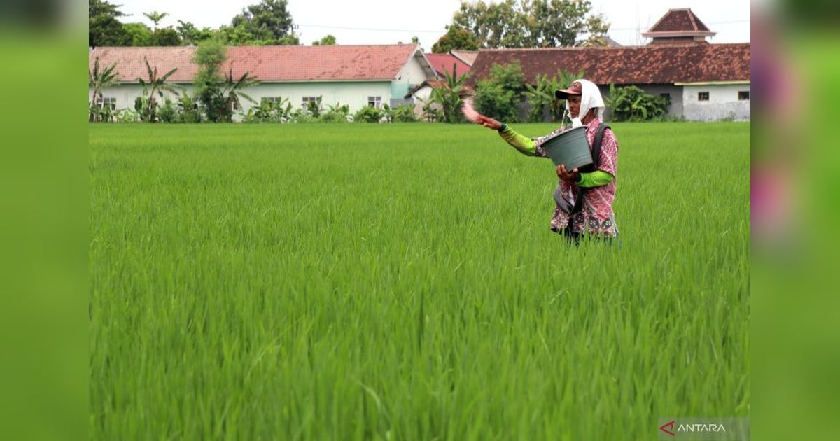 Terobosan BRIN: Metode Produksi Pupuk Nitrogen Ramah Lingkungan Hemat Energi