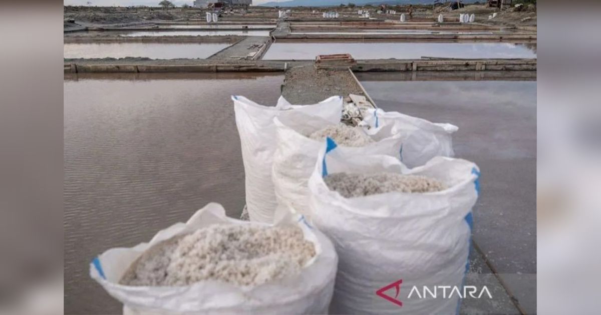 Pemkab Buol Optimalkan Potensi Sentra Garam Buol untuk Peningkatan Ekonomi Lokal