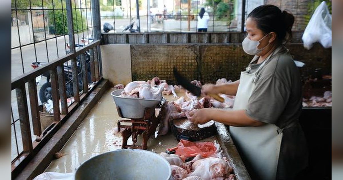 Berkah Dapur MBG, Usaha Ayam Potong di Karanganyar Pasok 2,3 Ton Daging Segar per Hari