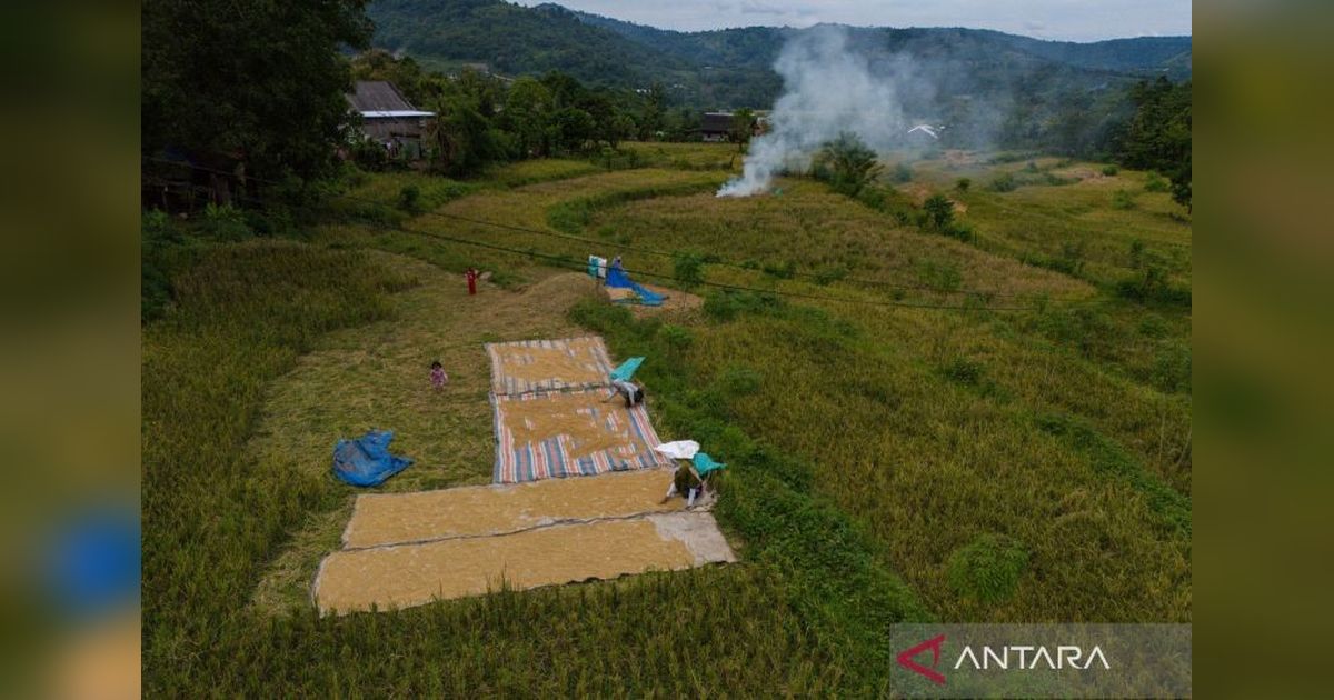 Ketahanan Pangan Indonesia Kuat Berkat Produksi Domestik, Bapanas Ungkap Proyeksi Positif