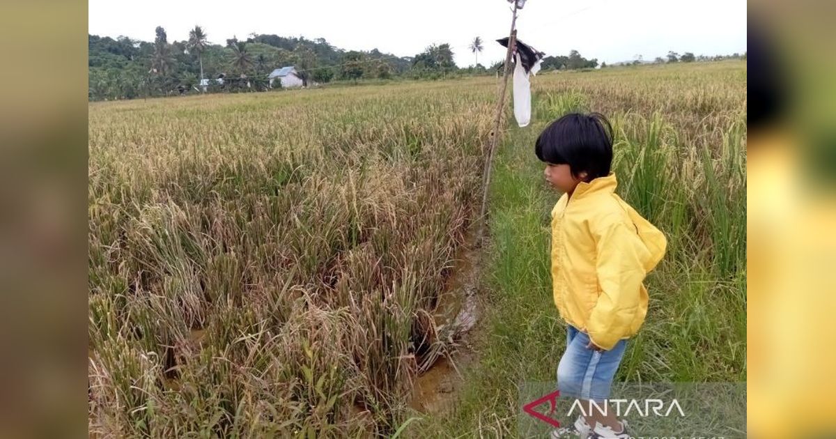 Pemkab Mahulu Genjot Program Cetak Sawah Baru, Target 141 Hektare Demi Ketahanan Pangan
