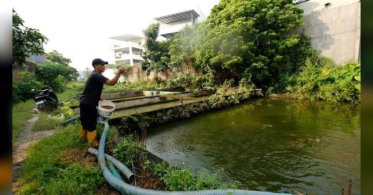 Program MBG Gairahkan Ekonomi Desa, Peternak Ikan Lokal Panen Penjualan