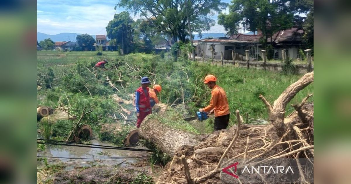 BPBD Cianjur Catat Puluhan Pohon Tumbang Akibat Cuaca Ekstrem, Jalur Utama Sempat Terhambat