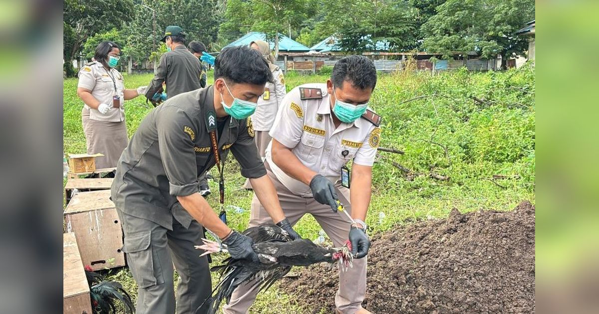 Karantina Sulut dan Ditpolairud Musnahkan Ratusan Ayam Ilegal Filipina, Cegah Flu Burung