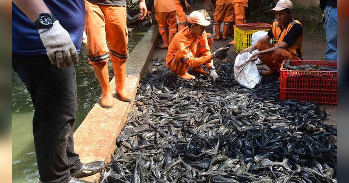 Dalam Hitungan Jam, Setu Babakan ‘Panen’ 3 Ton Ikan Sapu-Sapu