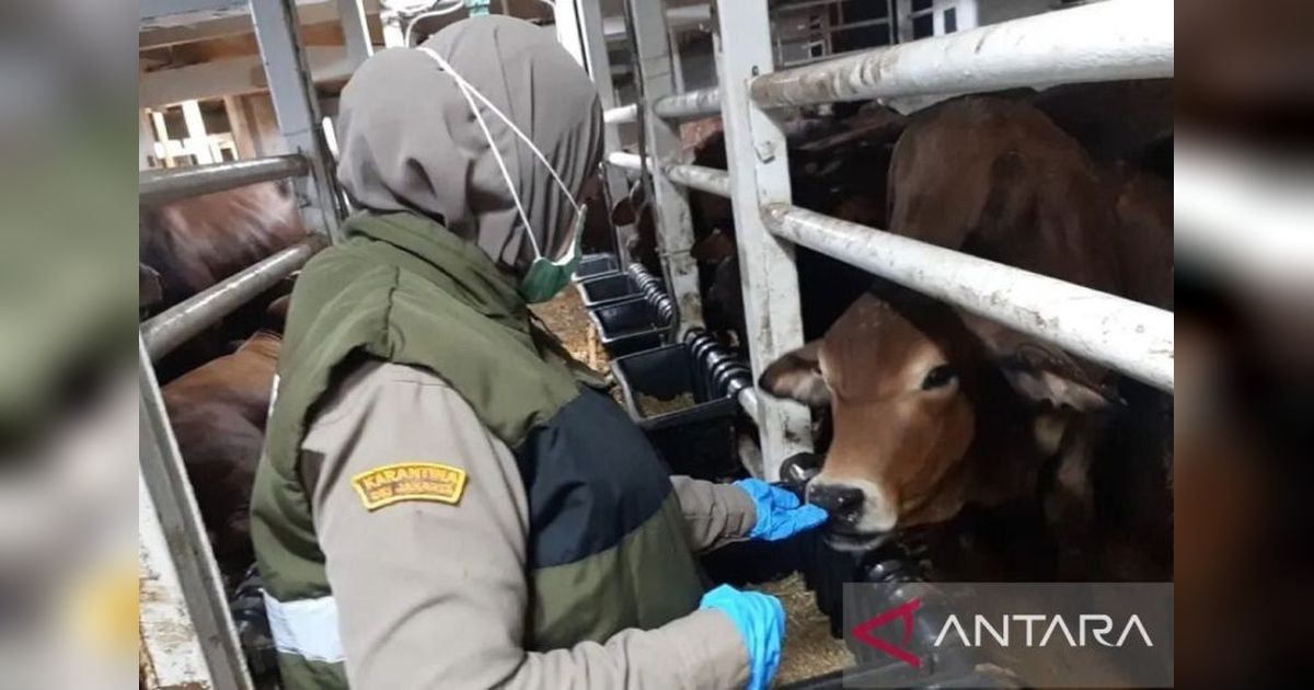 Karantina Maluku Perketat Pengawasan Hewan Kurban Jelang Idul Adha 2026