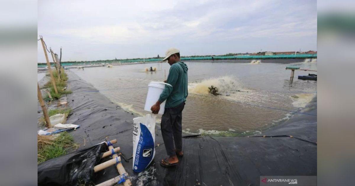 Pemkab Donggala Dorong Tambak Percontohan Jadi Pusat Teknologi Budi Daya Perikanan