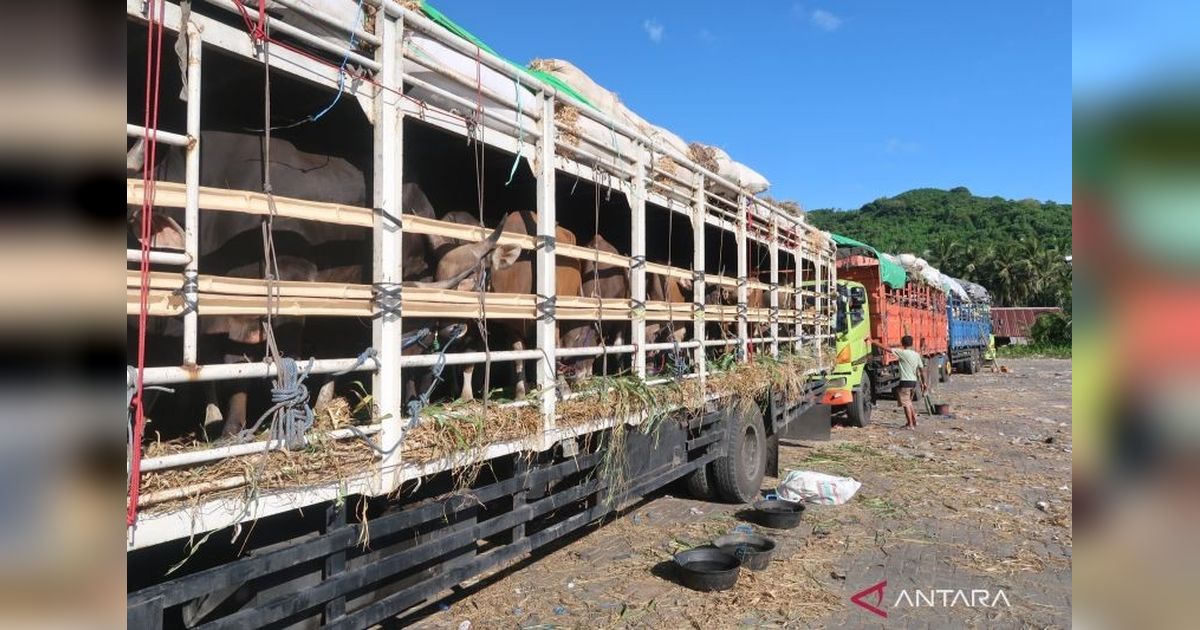 Badan Karantina Perketat Pengawasan Distribusi Hewan Kurban dari Wilayah Timur