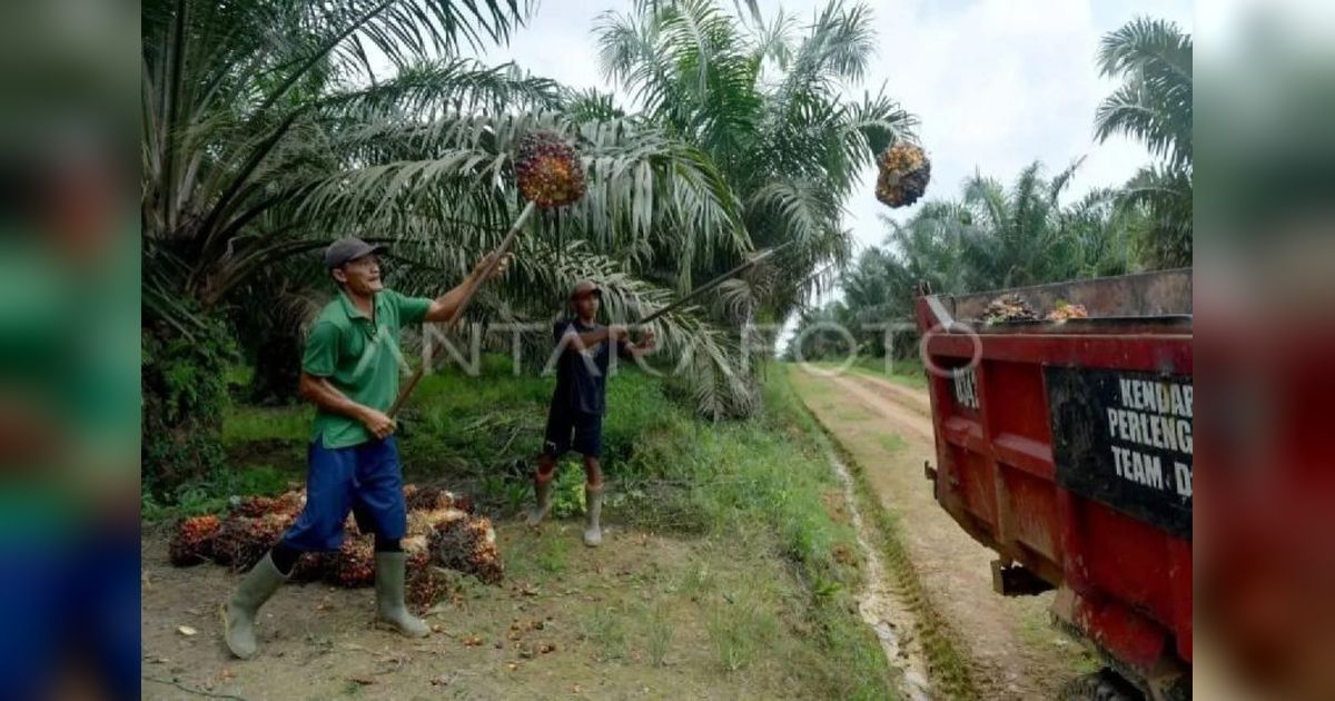 Disbun Sumsel Ingatkan Petani Manfaatkan Kenaikan Harga TBS untuk Perawatan Kebun Sawit