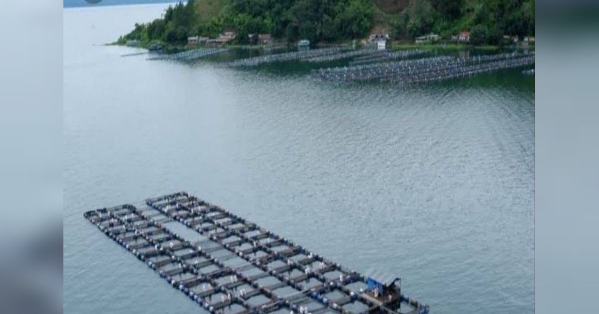 Waspada Kematian Massal Ikan Danau Toba: Ancaman Penurunan Muka Air dan Cuaca Ekstrem