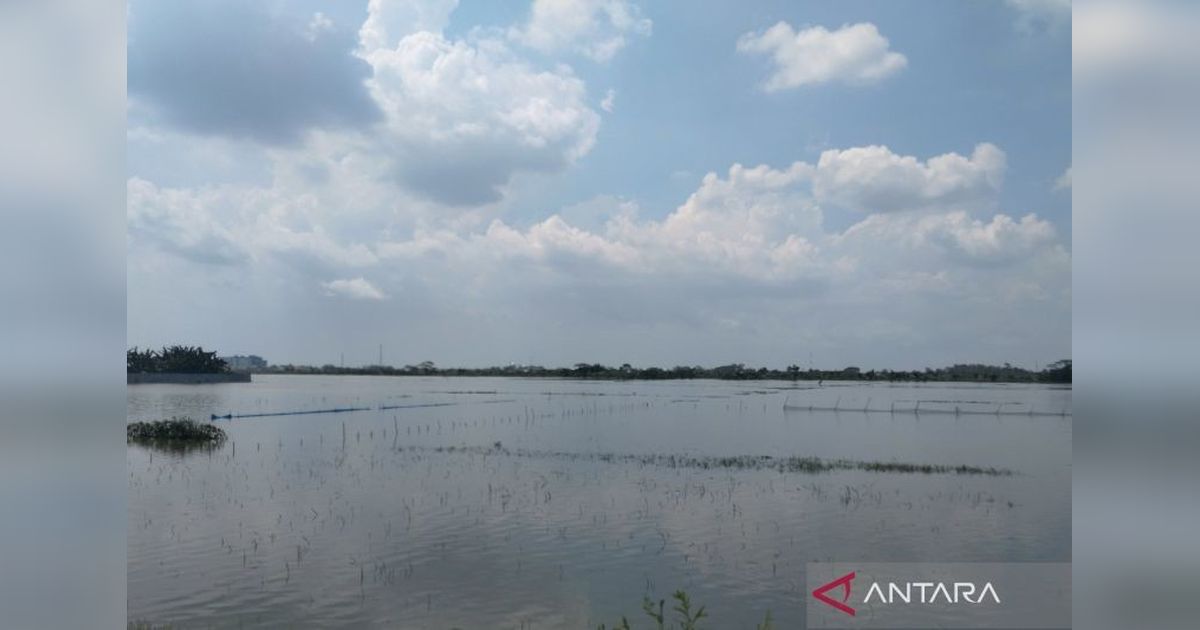 Pemkab Demak Salurkan Bantuan Padi Puso untuk 278 Hektare Lahan Terdampak Banjir