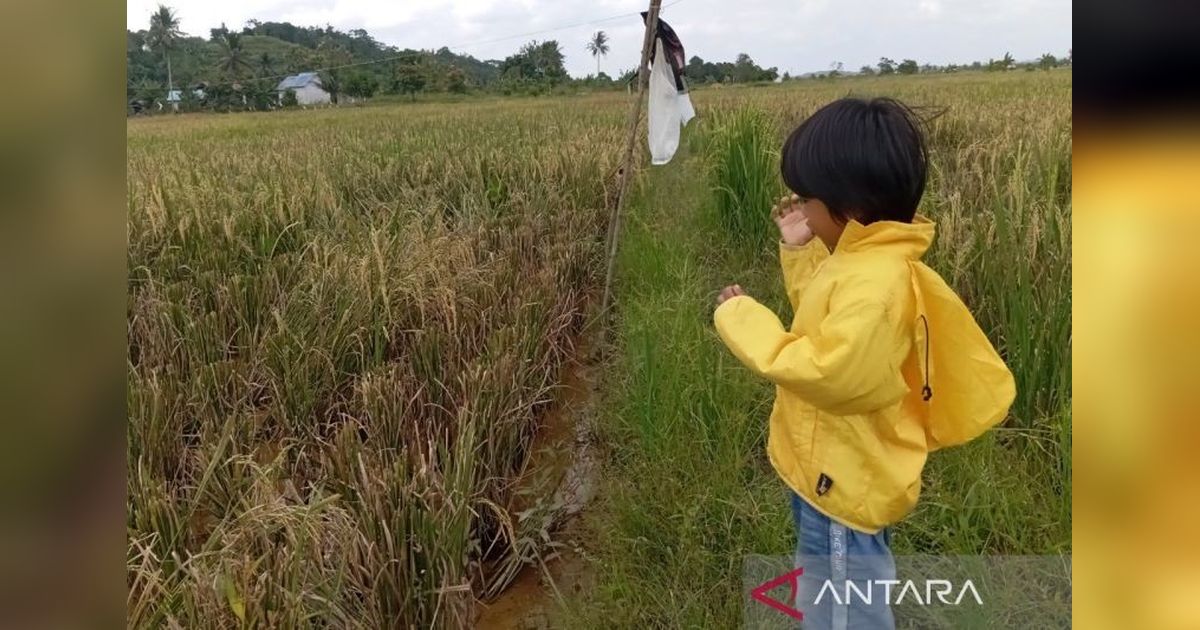 Kementan dan Pemkab Kutim Kolaborasi Optimalisasi Lahan 20.000 Hektare Demi Swasembada Pangan