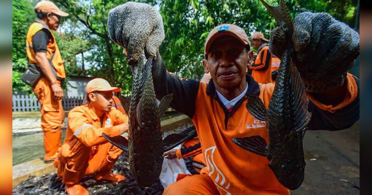 Ternyata Bernutrisi, Ikan Sapu-Sapu Juga Mengandung Risiko Logam Berat