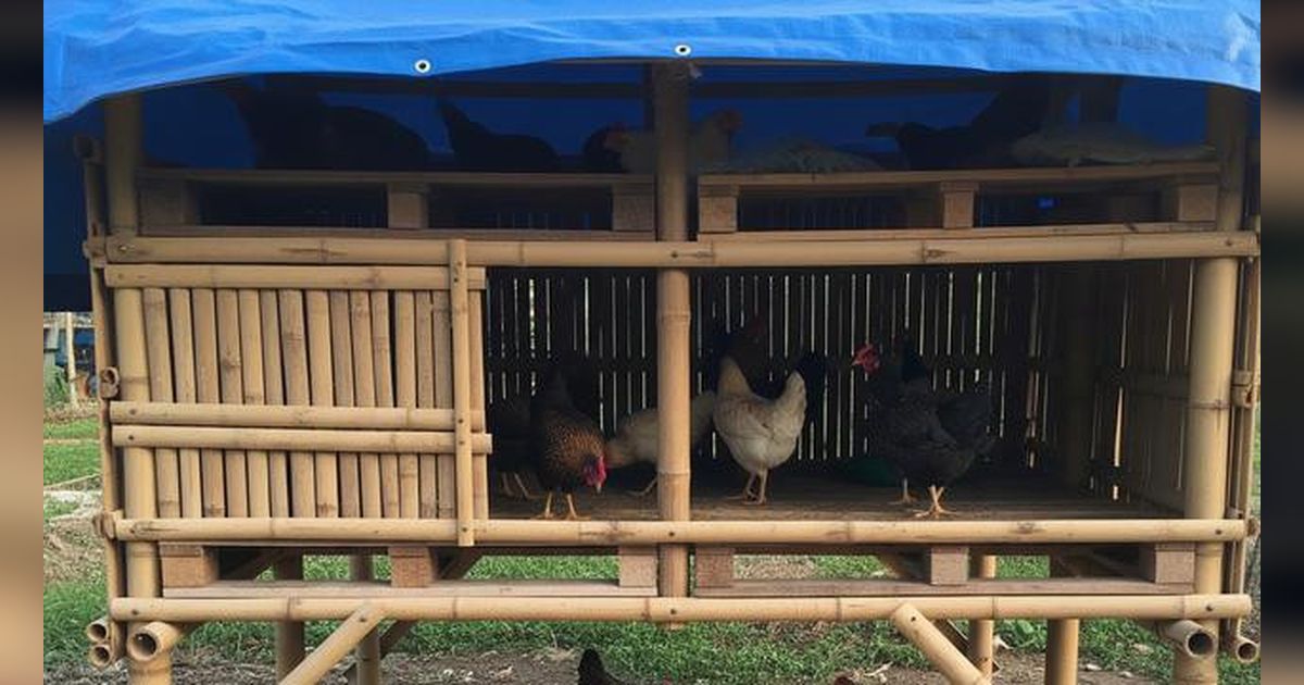 7 Model Kandang Ayam dengan Modal di Bawah Rp500.000, Bisa Jaga Ketahanan Pangan Keluaga